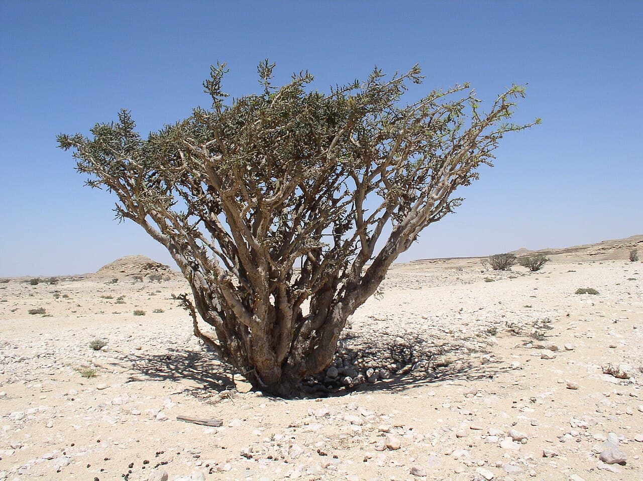 The Frankincense Reckoning